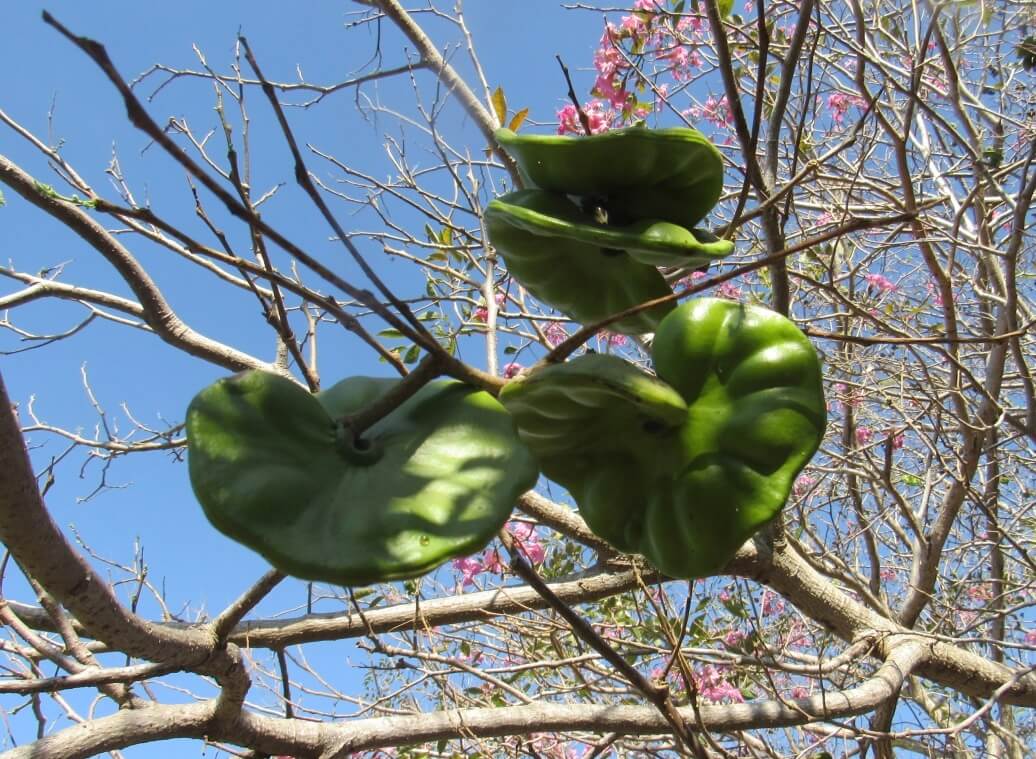 Enterolobium cyclocarpum